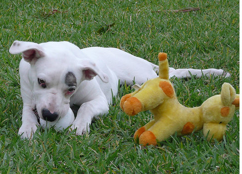 White American Bulldog puppy playing on the grass.PNG
