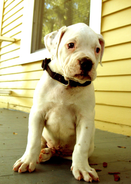 White american english bulldog pup.PNG
