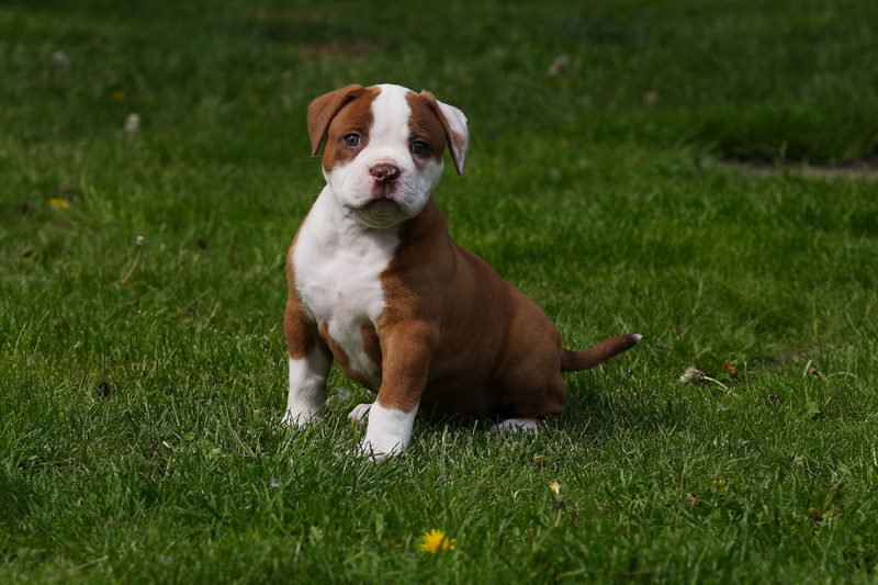 White and Red American Bulldog puppy picture.PNG
