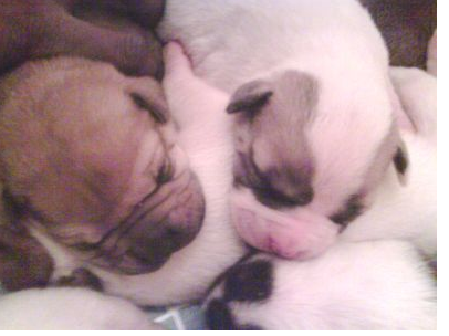 American bulldog puppies picture.PNG
