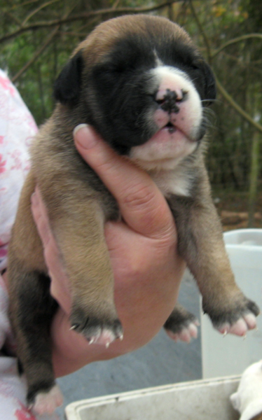 Black and dark brown American Bulldog pup photo.PNG
