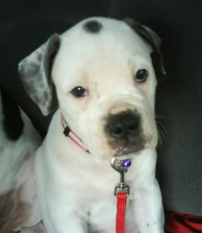 Cute puppy picture of American bulldog in white and black dots.PNG
