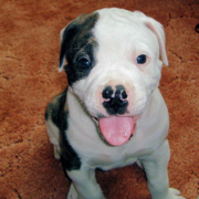 American Bulldog Picture Gallery (56 Available)