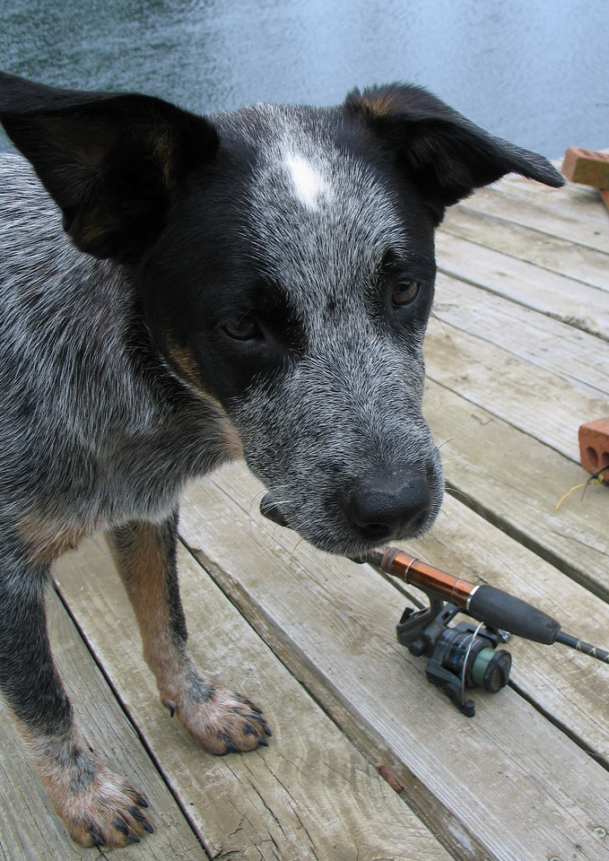 Cute puppy photo of Australian Cattle dog.PNG
