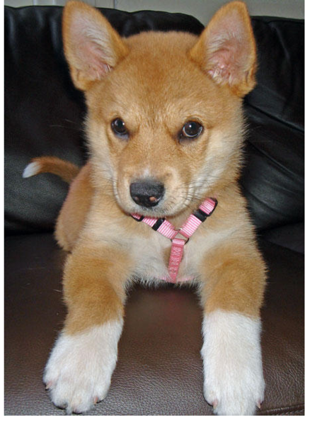 Golden Australian Cattle puppy with white  color.PNG
