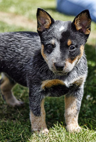 Image of Australian Cattle dog pup.PNG
