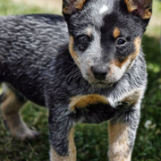 Image of Australian Cattle dog pup.PNG
