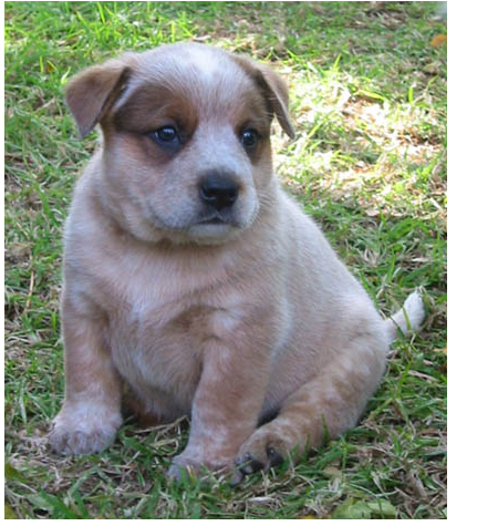 Light tan Australian Cattle puppy is pretty chubby and cute.PNG
