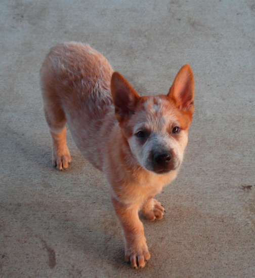Tan Australian Cattle dog with white lines looking straight up to the camera.PNG
