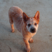 Tan Australian Cattle dog with white lines looking straight up to the camera.PNG
