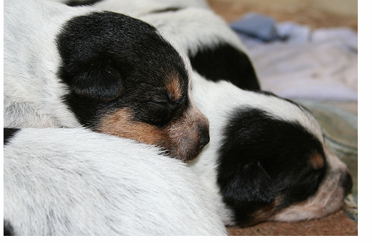 Very young Australian Cattle puppies in white and black heads.PNG
