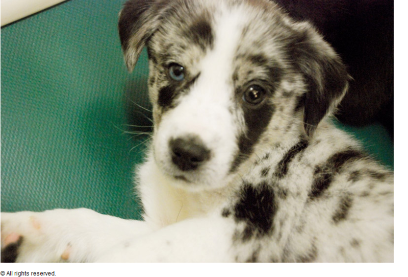 White Australian Cattle puppy with black spots.PNG
