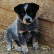 Young puppy of Australian Cattle dog.PNG
