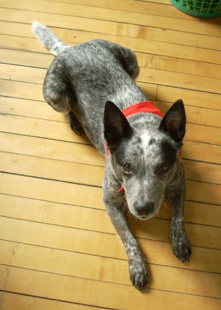 Australian Cattle dog picture looking up to the camera.PNG
