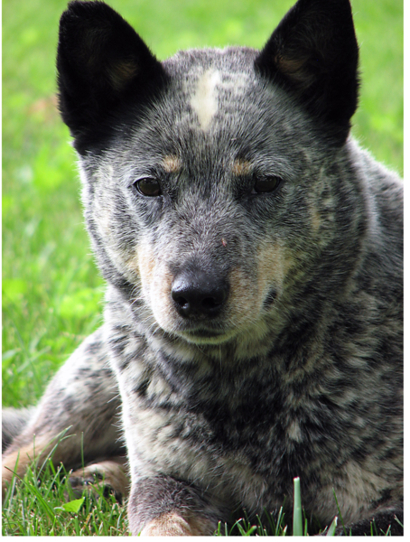 Australian Cattle dog picture.PNG
