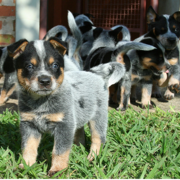 Australian Cattle puppies pictures.PNG
