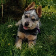 Australian Cattle puppy chilling out on the grass.PNG
