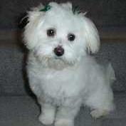 maltese puppy4.jpg
