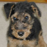 Airedale Terrier Puppy photo.PNG

