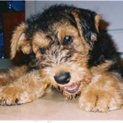 Airedale Terrier Puppy picture.PNG
