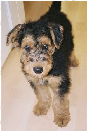 Airedale Terrier Puppy.PNG
