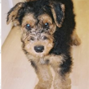 Airedale Terrier Puppy.PNG
