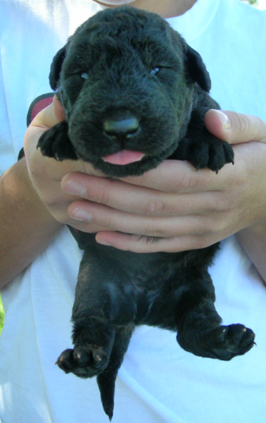Black Airedale Puppy pics.PNG
