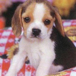 Beagle pup.jpg
