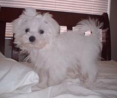 maltese puppy5.jpg
