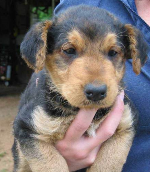 Close up picture of Airedale Pup.PNG
