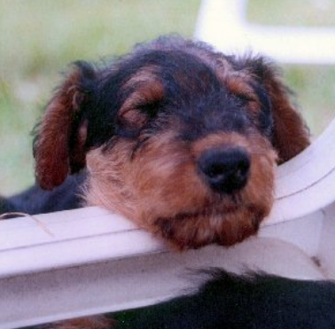 Cute puppy picture of Airedale dog.PNG
