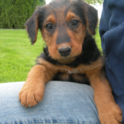 Image of Airedale Puppy dog.PNG
