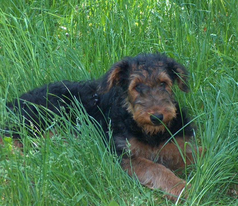 Image of Airedale puppy in black and tan colors.PNG
