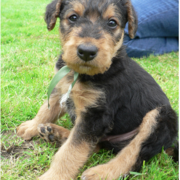 Nice picture of Airedale puppy.PNG
