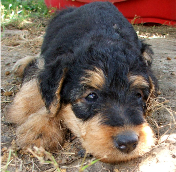 Photos of Airedale Puppy looking so cute.PNG
