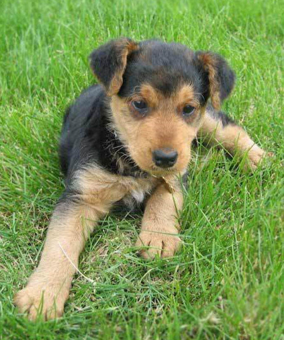 Picture of Airedale Puppy laying on the grass.PNG
