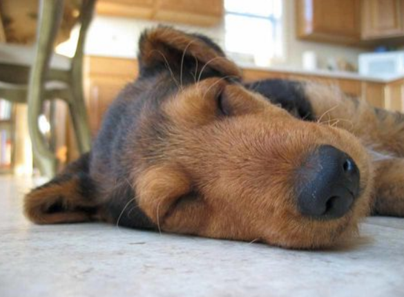 Sleepy Airedale Puppy image.PNG
