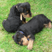 Two young Airedale pups picure.PNG
