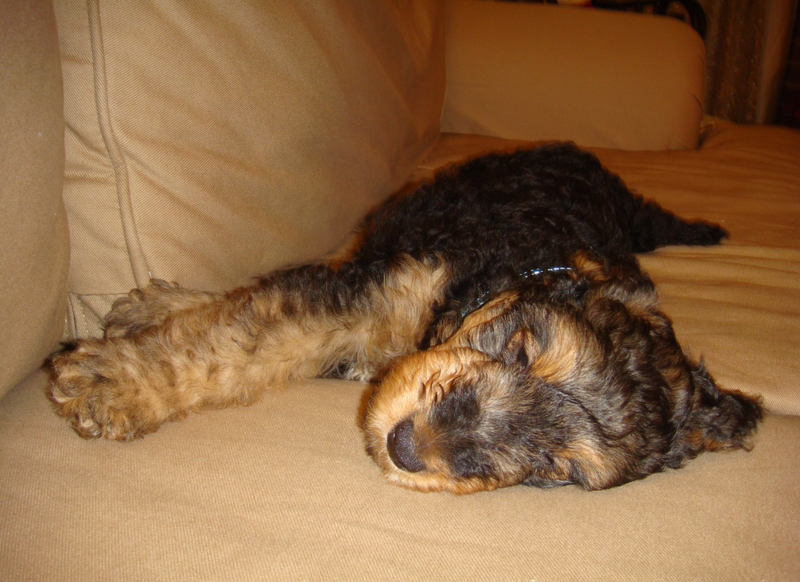 Young relaxing Airedale puppy photo.PNG
