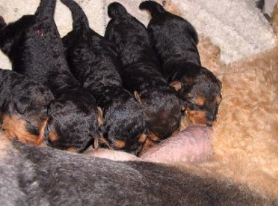 Airedale breeders picture.PNG
