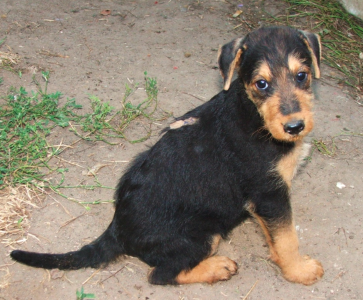 Airedale puppy dog pictures.PNG
