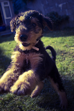 Airedale puppy playing cheerfully.PNG
