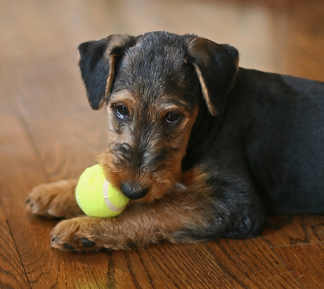 Airedale puppy playing with tennis bald.PNG

