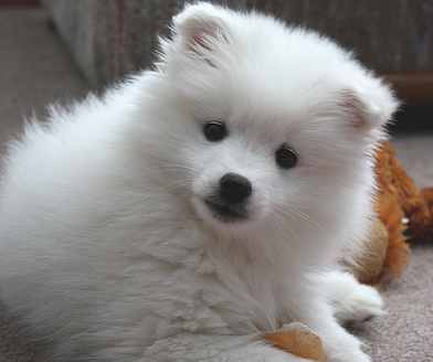 American Eskimo puppy  with its toy.PNG
