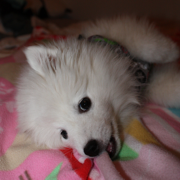 American Eskimo puppy face laying on a cute pink blanket.PNG
