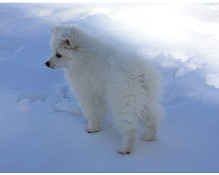 American Eskimo puppy in snow.PNG
