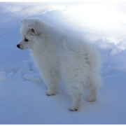 American Eskimo puppy in snow.PNG
