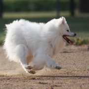 American Eskimo puppy on fast running.PNG

