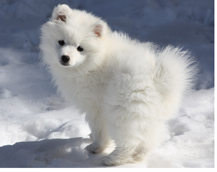 American Eskimo puppy playing in snow.PNG
