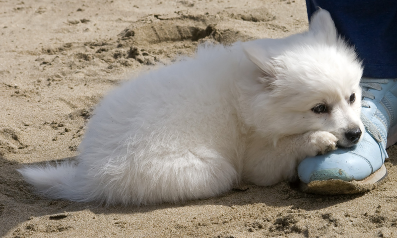 American Eskimo puppy relaxing on its owner's shoe.PNG
